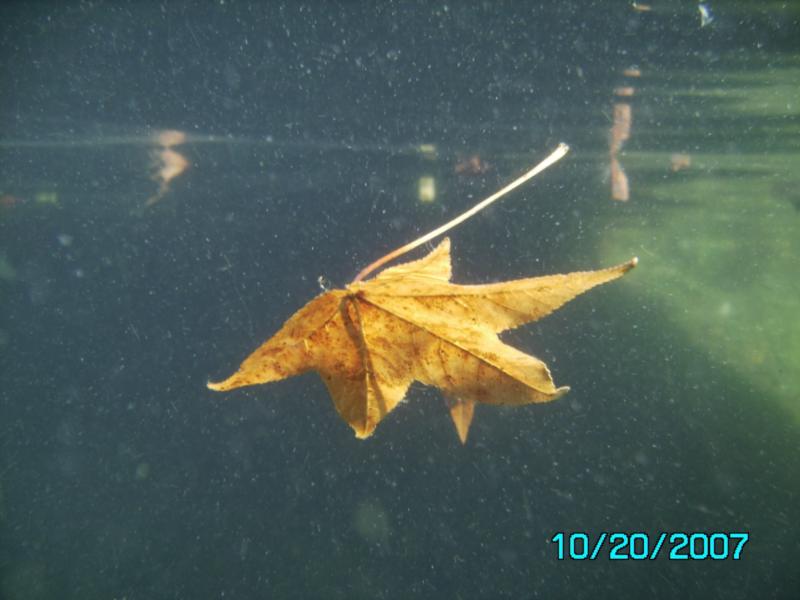 Lake Rawlings VA leaf