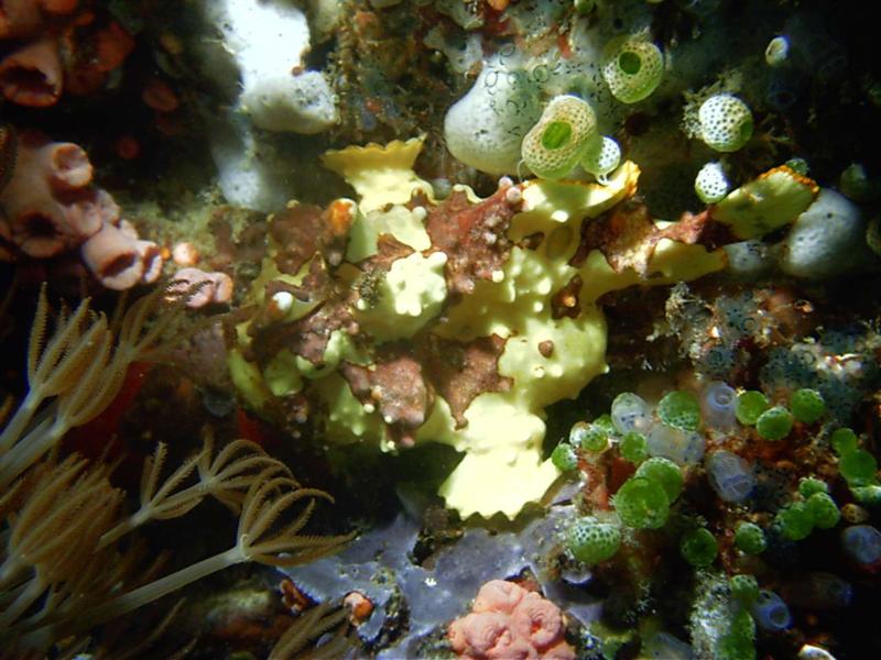 Warty Frogfish  Dumaguete, Philippines