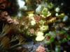 Warty Frogfish  Dumaguete, Philippines