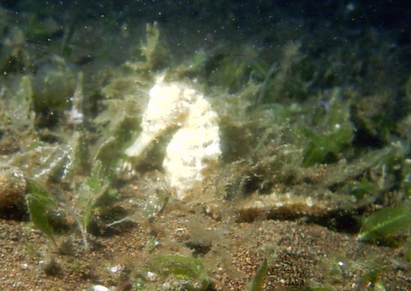 Seahorse  Dumaguete, Philippines