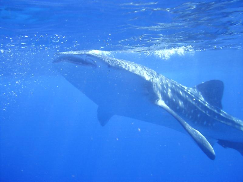 Whale Shark  Exumas, Bahamas