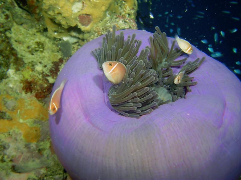 Anenome Clownfish  Shinkoku Maru  Truk Lagoon