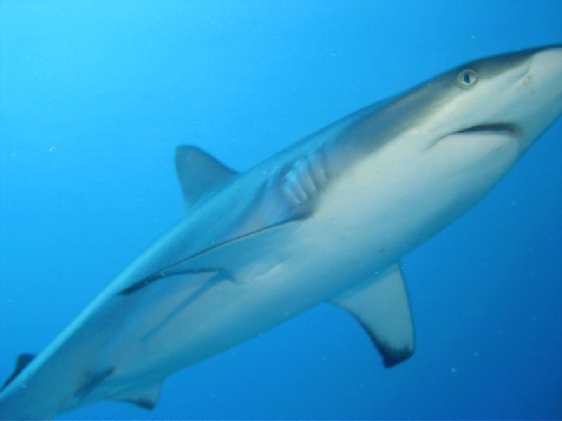 Shark Shoal  Truk Lagoon