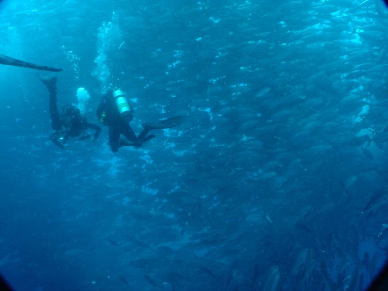 Swimming with hundreds (?) of Big Eye Jacks, Cocos