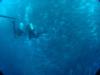 Swimming with hundreds (?) of Big Eye Jacks, Cocos