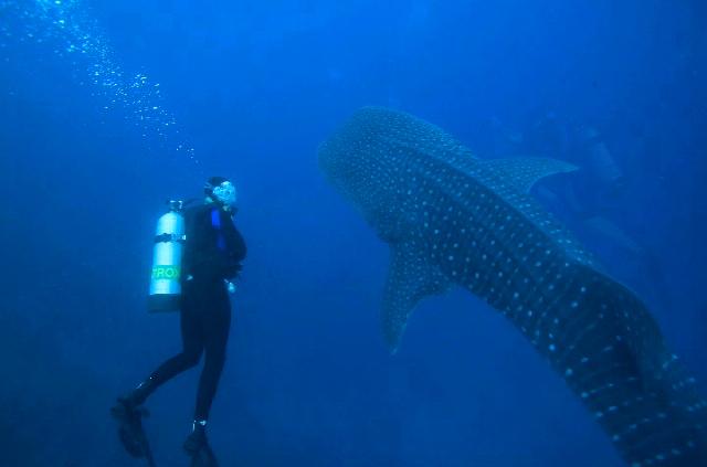 Preferred Buddy, Cocos Island, Costa Rica