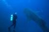 Preferred Buddy, Cocos Island, Costa Rica