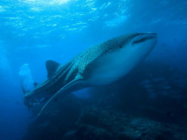 Big Baby.  Manueltia dive site, Cocos Island, Costa Rica