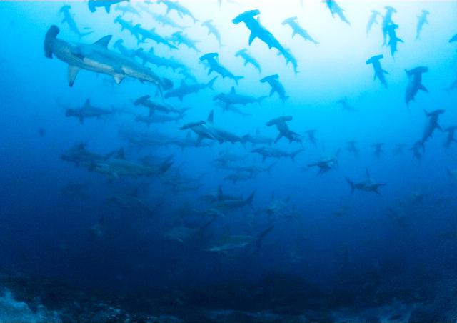 Hammerheads, Cocos Island, Costa Rica