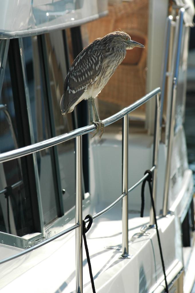 Birdie, Marina del Rey,CA