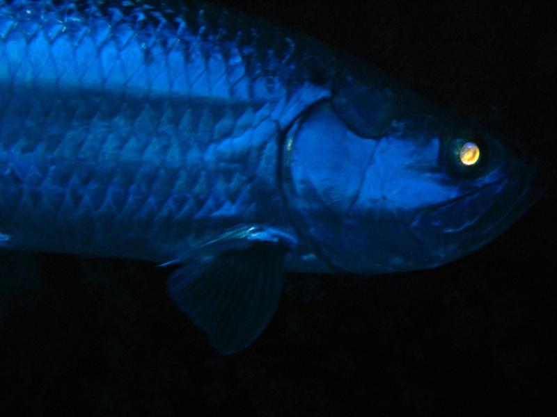 Tarpon