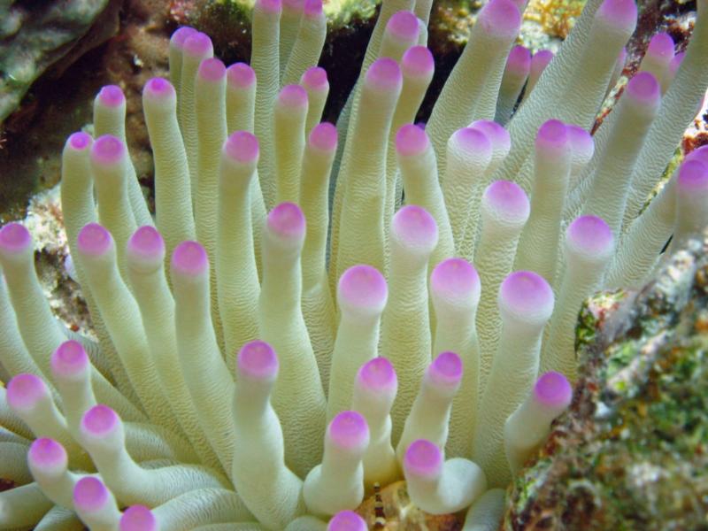 Anemonomonemone