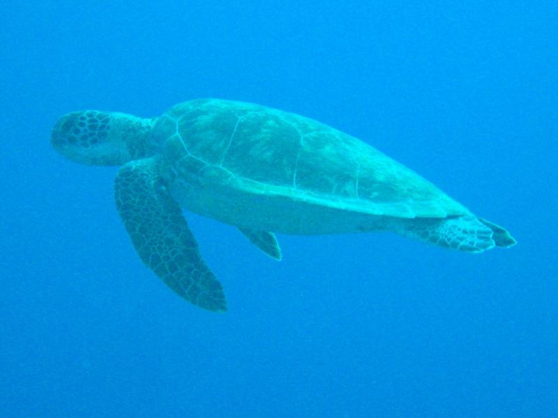 Green Turtle Bonaire