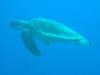Green Turtle Bonaire