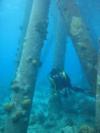 The pilings of Salt Pier Bonaire