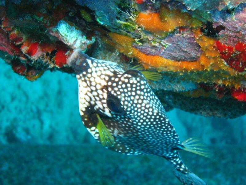 Trunk fish on Bonaire