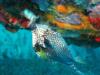Trunk fish on Bonaire