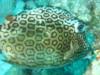 Honeycomb File Fish Bonaire