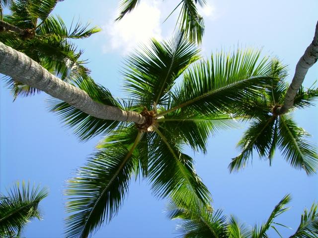 Hammock View at Popp’s Motel (Key Largo)