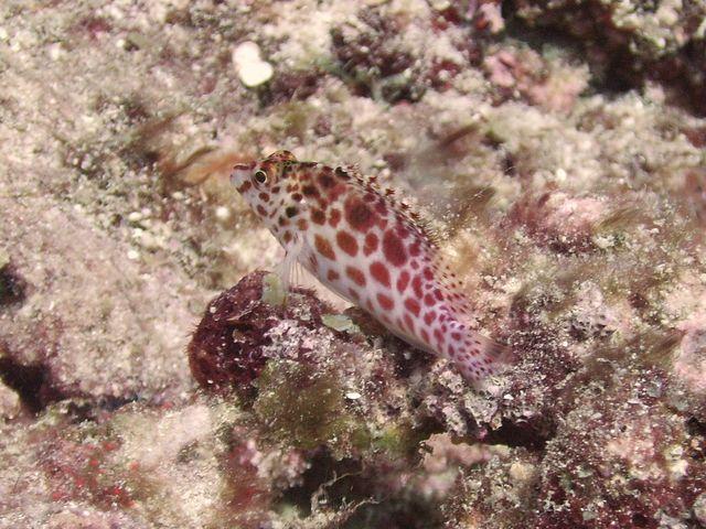 Hawkfish - Lissenung Resort, PNG