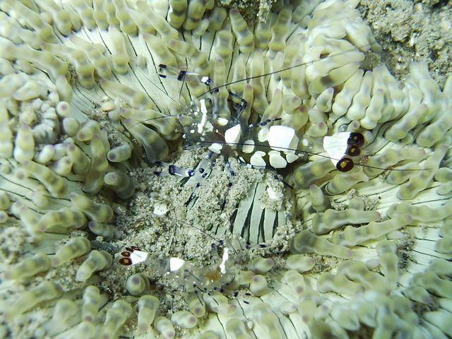 Tiny Shrimp - Lissenung Resort, PNG