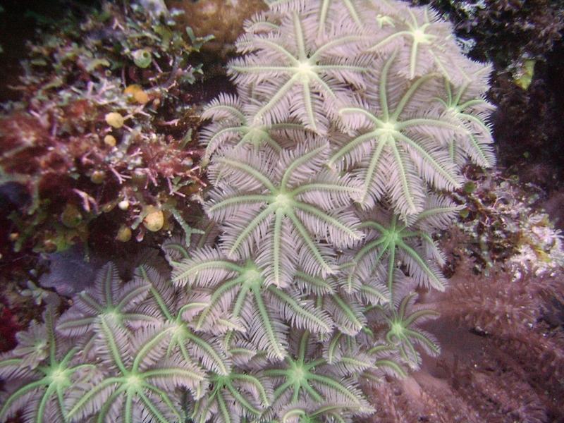 Underwater "Daisies" - Lissenung Resort, PNG