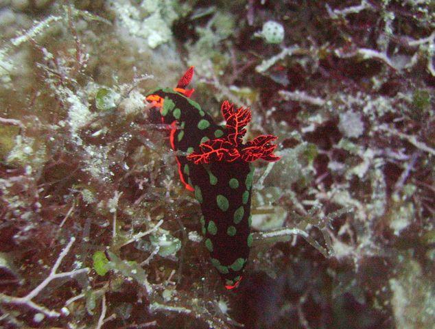 Festive Nudibranch - Lissenung Resort, PNG