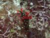 Festive Nudibranch - Lissenung Resort, PNG