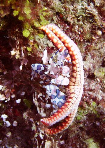Harlequin Shrimp and Tiny Starfish - Tawali, PNG