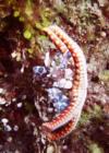 Harlequin Shrimp and Tiny Starfish - Tawali, PNG