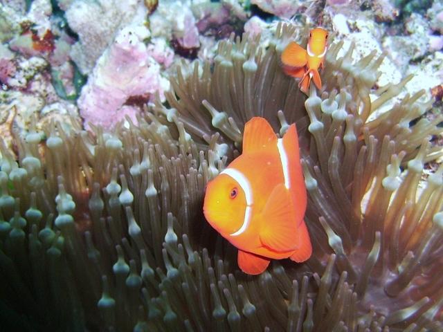 Clownfish - Tawali, PNG