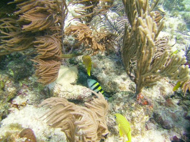 Reef Life - Key Largo, FL