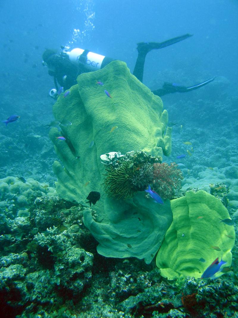 Me near elephant ear coral in Milne Bay, PNG