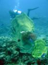 Me near elephant ear coral in Milne Bay, PNG