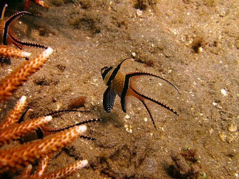 Banggai Cardinalfish - Lembeh