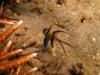 Banggai Cardinalfish - Lembeh