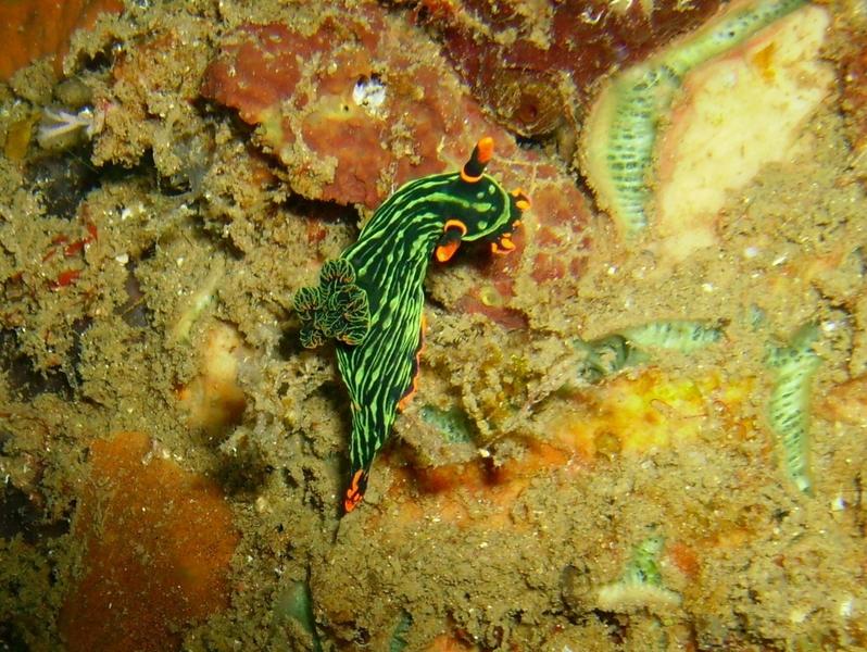 Nudibranch - Lembeh