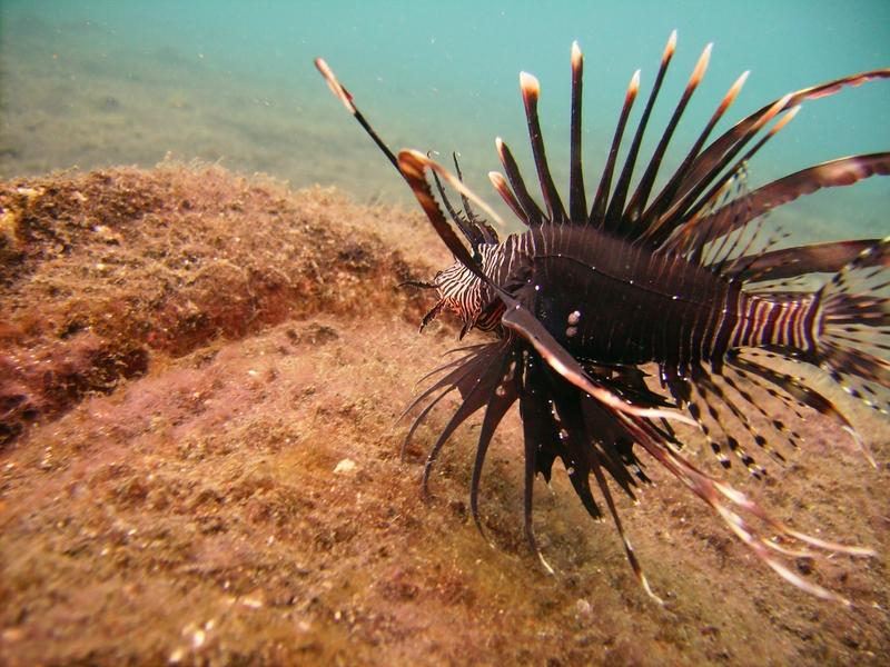 Young Lionfish - Lembeh