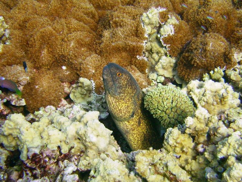 Moray Eel - North Bali