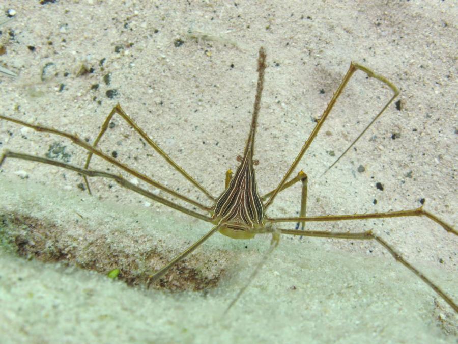 Arrow Crab - Grand Turk