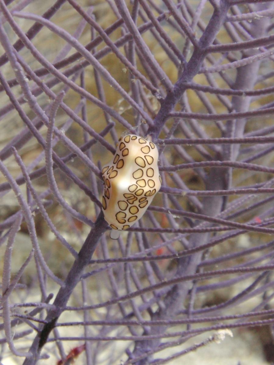 Flamingo Tongue - Grand Turk