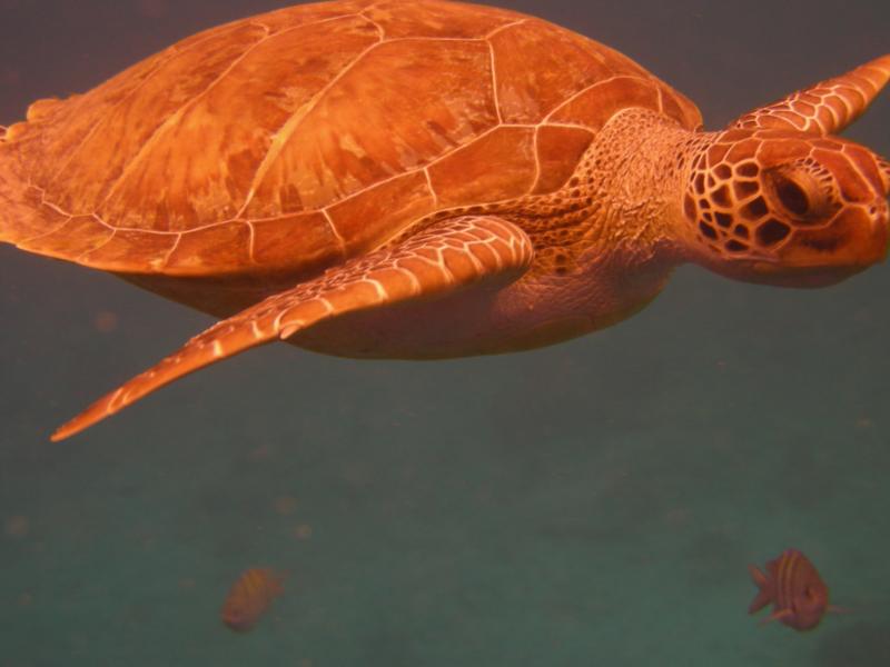 Friendly Bonaire Turtle