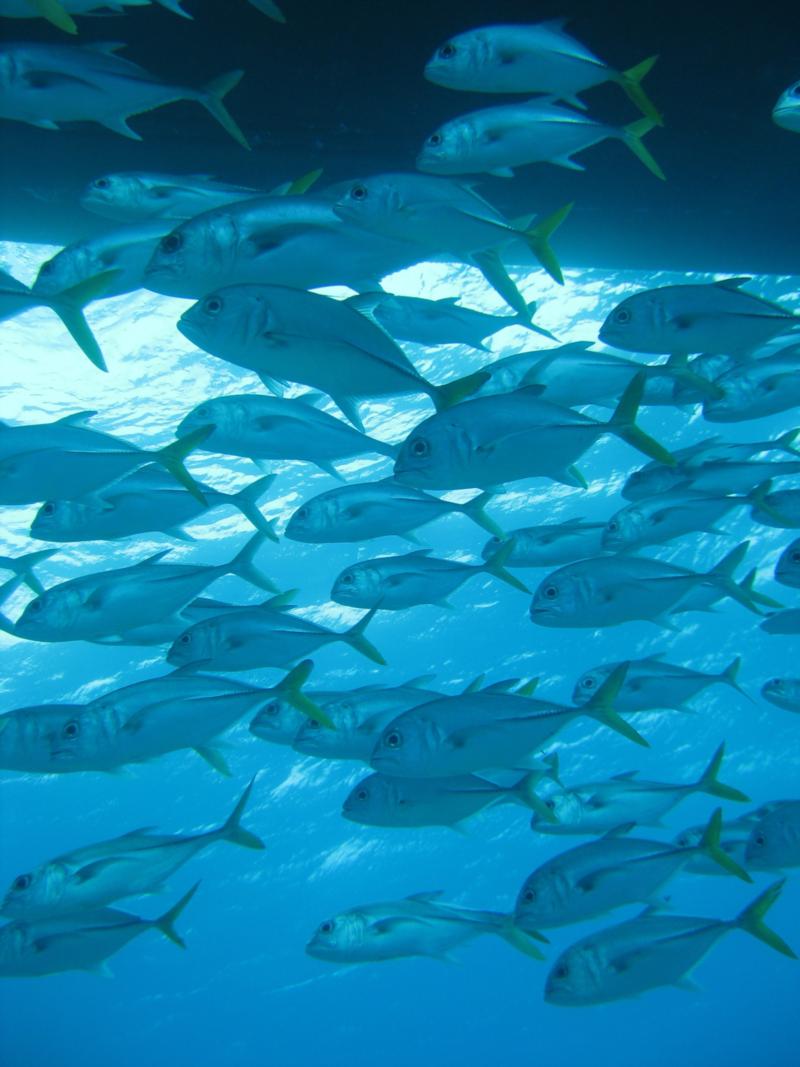 Horse Eye Jacks - Belize 2009