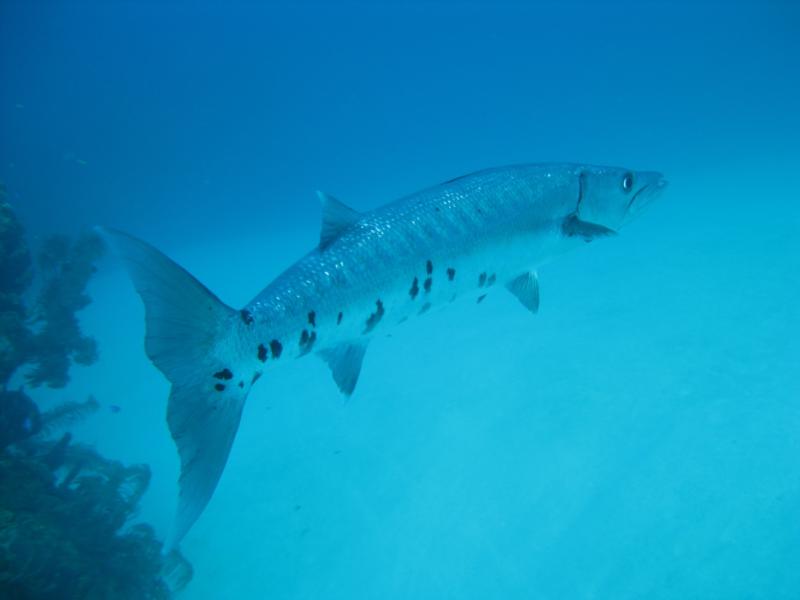 Barracuda - Belize 2009