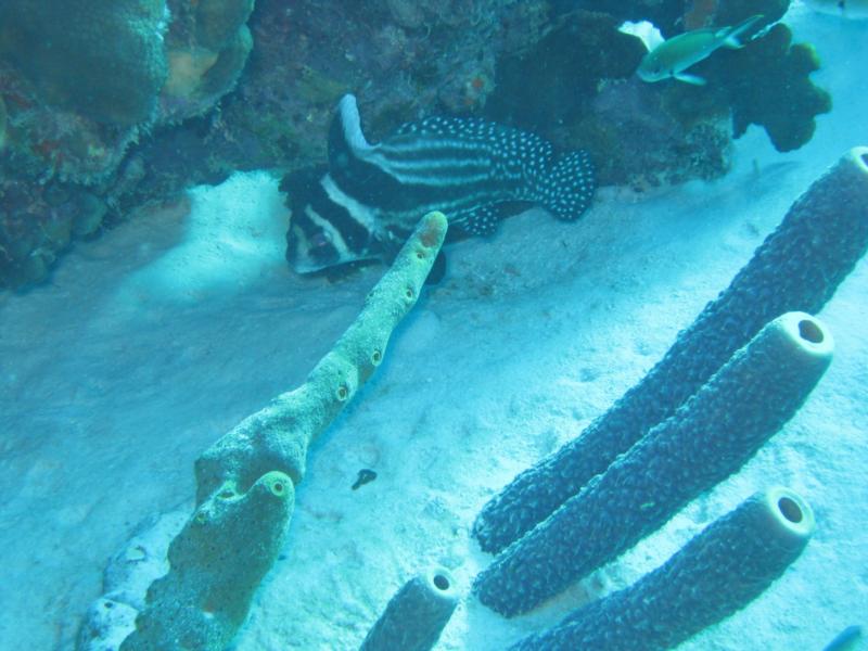 Lots of drum  - Bonaire 2009