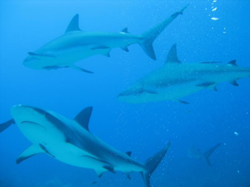 Shark dive - Roatan 2009