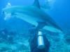 Shark dive - Roatan 2009