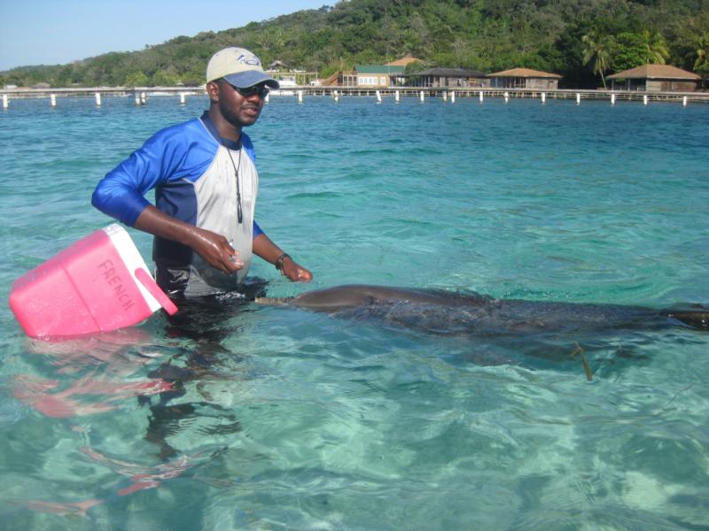 Dolphin Dive at Anthony’s Key Resort - Roatan 2009