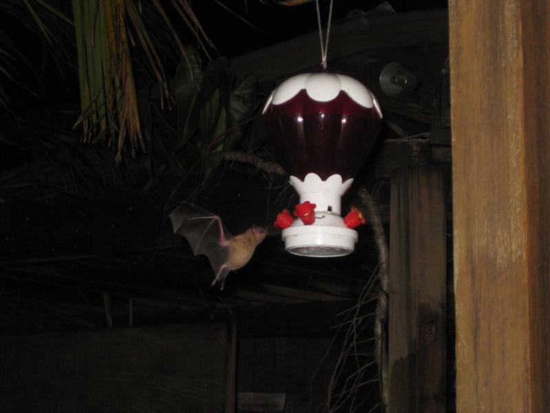 Bat feeder at Cocoview - Roatan 2009