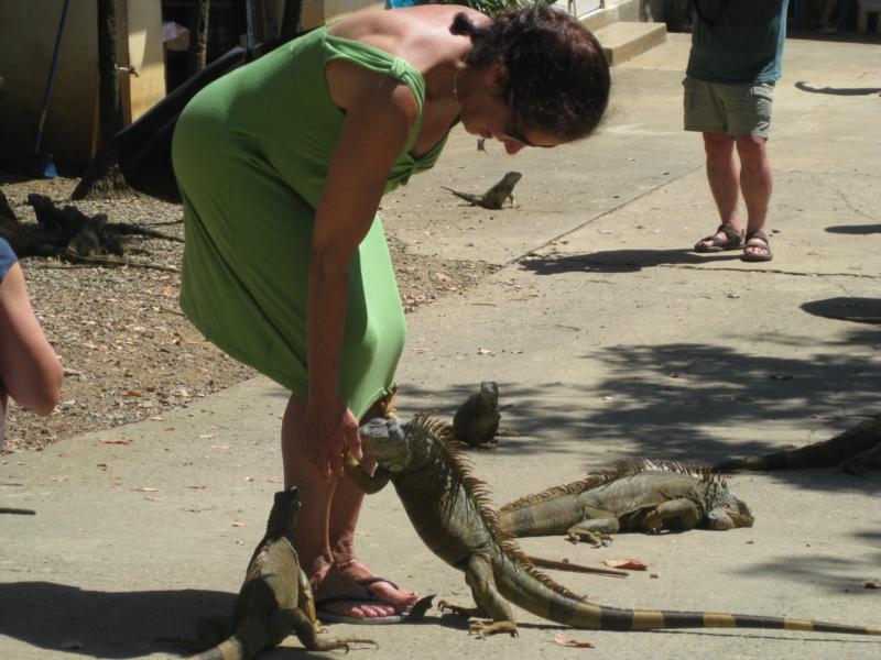 Friendly iguanas!  - Roatan 2009
